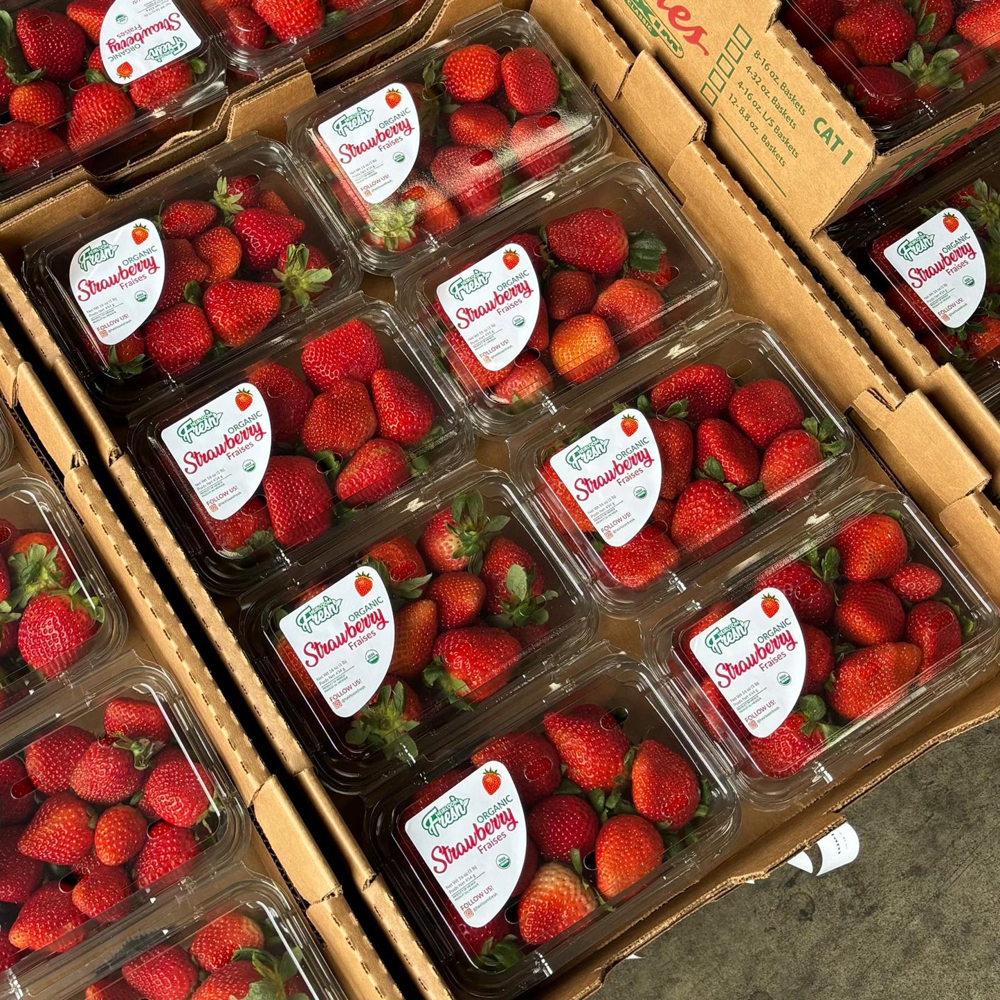 Organic Strawberry Box (8.0 lbs)